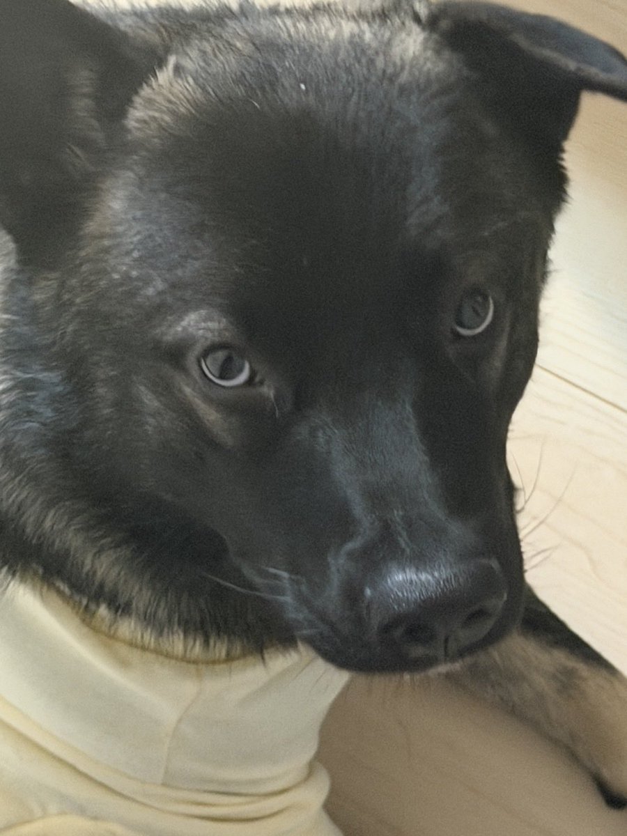 Daimiyuhiro's tweet photo. 10/5(月)大吉🐕 ͗ ͗ https://t.co/zPcjHwAuw1
