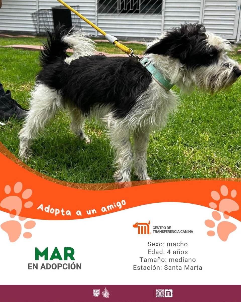 ctcdelmetro's tweet photo. ¡Mar está listo para conocerte! Tiene 4 años, es muy juguetón y le encantan los paseos; sueña con un hogar donde pueda ser feliz. ¿Te animas a adoptarlo? Consulta los requisitos aquí: https://t.co/Ur789nWBu0  #AdoptaMetro 🐶#AUnMetroDeSuHogar  🏡 https://t.co/ayua9dJ0jI