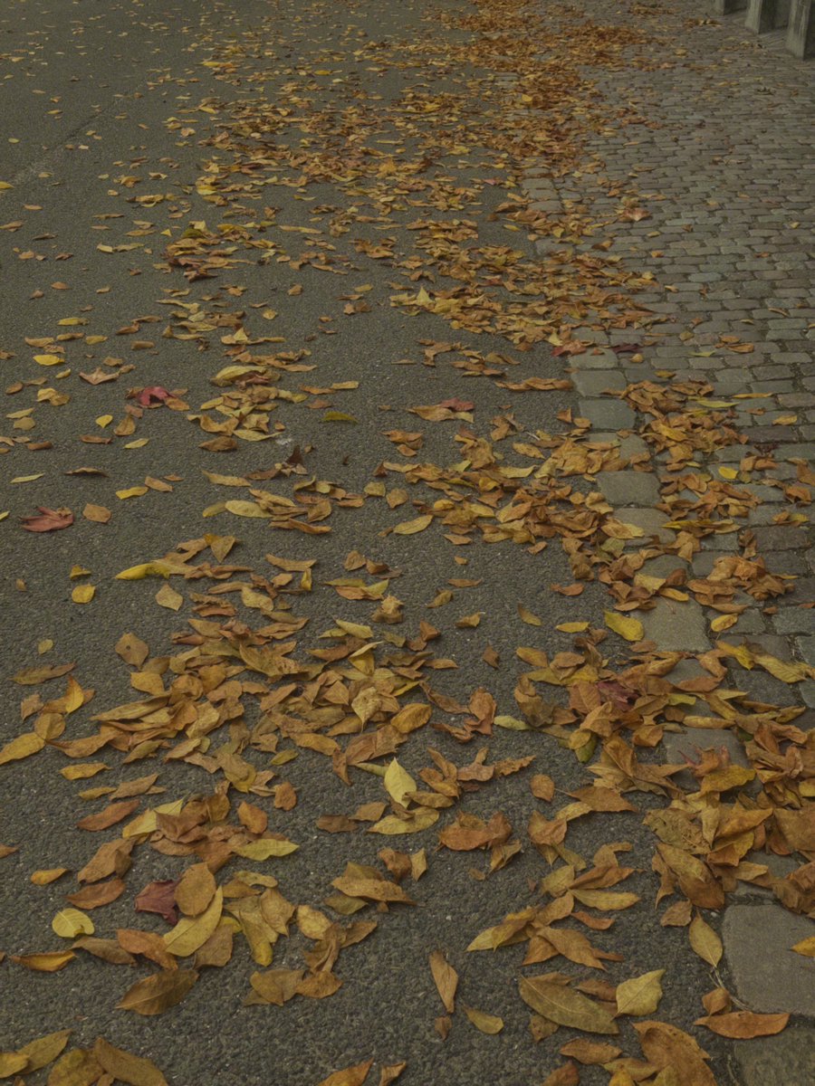 swirlylambz's tweet photo. autumn hehe https://t.co/P6lcposY1a
