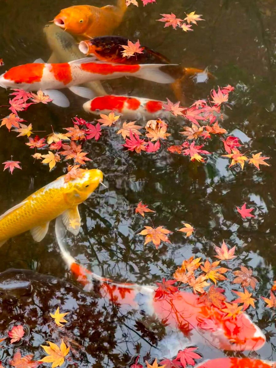 0920Skbbc's tweet photo. 錦鯉をずっと見ているうちに、少しずつ気づいたこと。
つい何度も目で追ってしまうのは、一番派手な模様の子じゃなくて、泳ぐ姿がなんだか心地いい子だったりする🎏 https://t.co/ZsZxrCj4oi