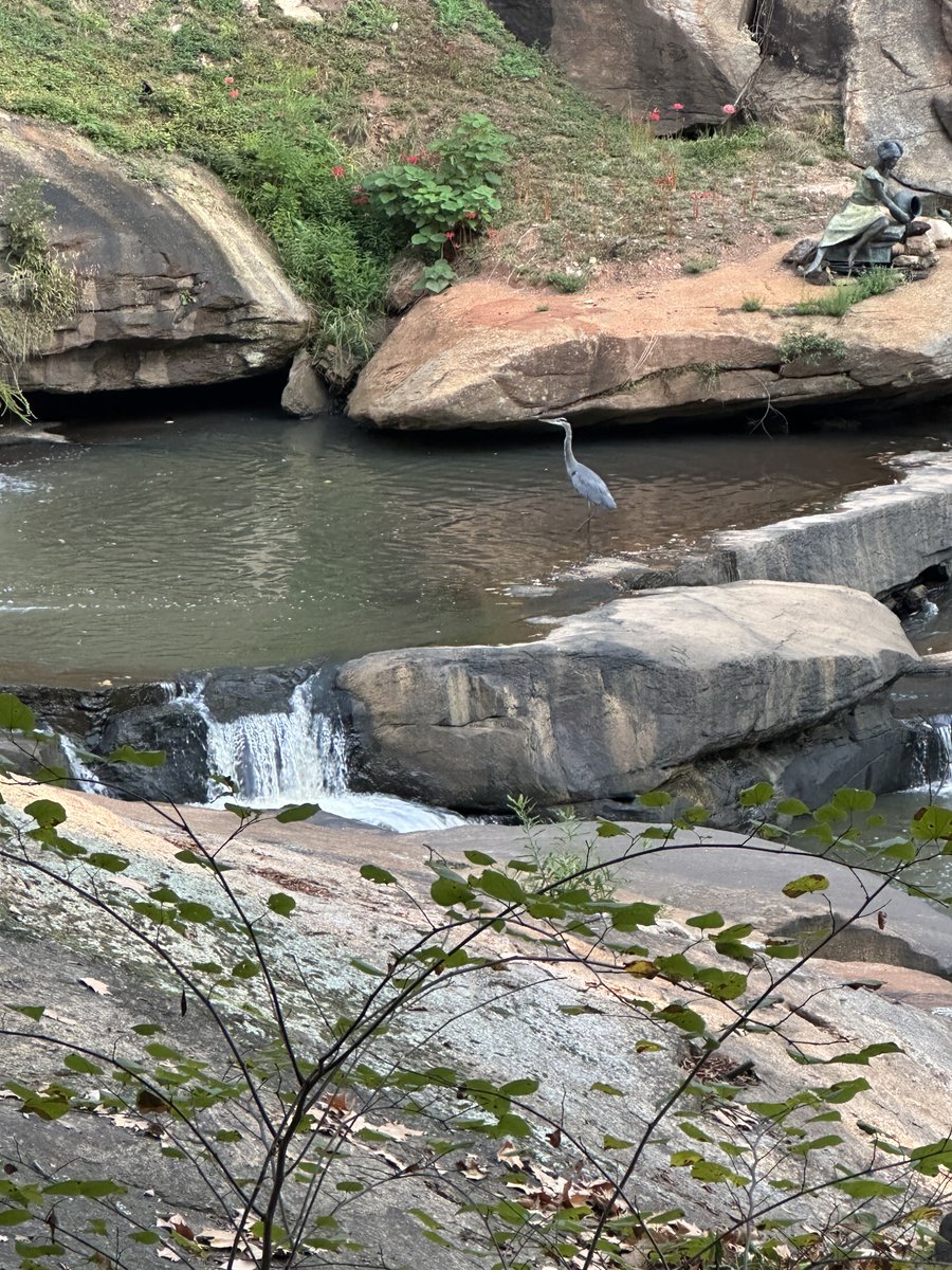 UpstateInt_SC's tweet photo. A blue heron at home on the Reedy River in downtown, Greenville, SC.  Wildlife in the middle of the city, all part of living in the SC Upstate. https://t.co/mll9jTtmRQ