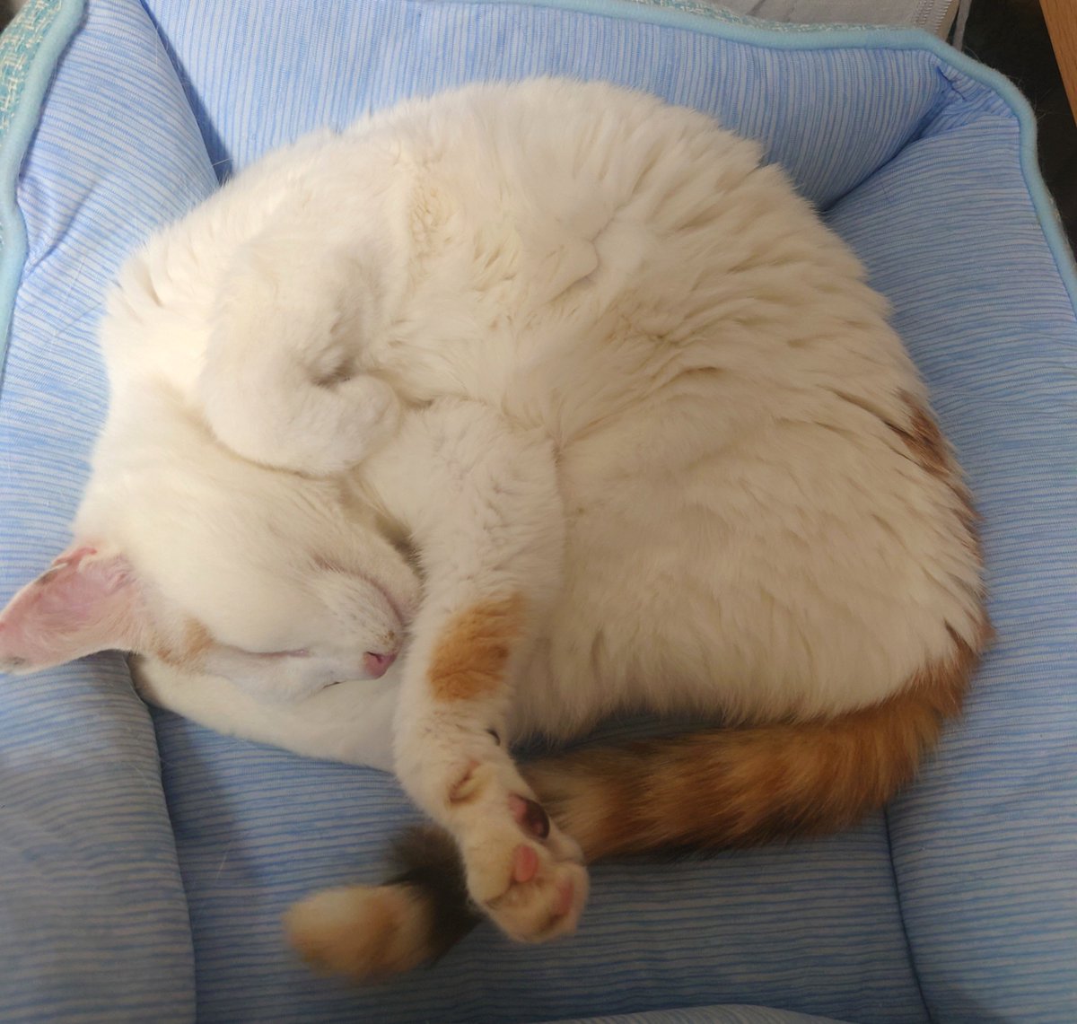 hibigen's tweet photo. 人間関係いろいろ辛くなっちゃったけど、帰宅するとねこが走ってきてわたしの横ですっと寝た。この子のためにも生きていこう。 https://t.co/ELV75VO0hF