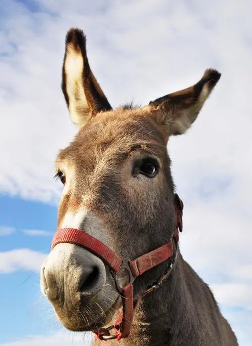 diptawahyuning's tweet photo. A donkey with a charming, unhurried vibe is hanging out, spreading some laid-back charm!， https://t.co/eDk7dcHYZX