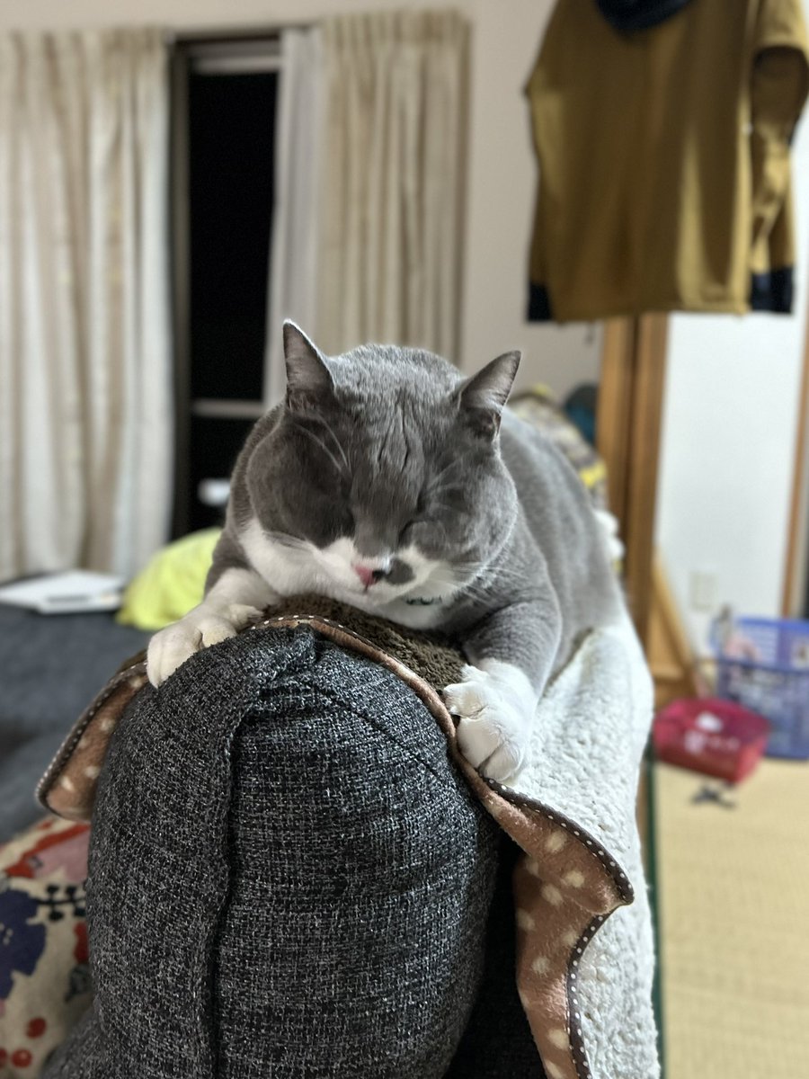 kureisyu's tweet photo. マグロック2days後の出勤はピークパフォーマンス20%くらいでした
コチラはお留守番明けの猫 https://t.co/9c8shKU7Zz