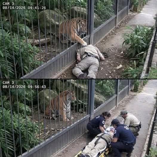 VigiaCiudadano7's tweet photo. El incidente ocurrió durante la rutina matutina. Julian, un cuidador veterano del refugio de animales, patrullaba el perímetro junto al hábitat de los tigres cuando, de repente, perdió el conocimiento y se desplomó cerca del alambre perimetral.

Permaneció inmóvil en el suelo.

Khan, un tigre al que Julian había criado a mano desde cachorro, descansaba cerca cuando ocurrió el desmayo. En cuestión de segundos, el felino se apresuró hacia la malla metálica, apoyando su pesado cuerpo contra la estructura del recinto.

Entonces, el animal mostró un comportamiento que el personal nunca había presenciado.

Extendió una enorme pata a través de una abertura en los barrotes hacia Julian, rozándole suavemente el hombro y el brazo repetidamente, sin querer retirarla.

Un compañero notó el alboroto desde la distancia y se acercó corriendo, temiendo un ataque. Sin embargo, Khan no mostró signos de agresión.

En cambio, el tigre fijó su mirada directamente en la cámara de seguridad situada sobre el recinto, emitiendo profundos y urgentes bufidos, las vocalizaciones específicas que los tigres utilizan para comunicarse entre sí.

 Sus compañeros notaron que parecía que el animal estaba pidiendo ayuda a gritos.

Cuando los paramédicos llegaron al lugar momentos después, Khan permaneció junto a la barrera. Observó en silencio mientras atendían a Julian, y solo se apartó cuando colocaron al cuidador en una camilla.

Los médicos confirmaron posteriormente que Julian sufrió una caída repentina de la presión arterial debido a la deshidratación, un problema médico que podría haber pasado desapercibido durante mucho más tiempo sin la presencia de alguien cerca.

Dos semanas después, Julian regresó al trabajo. Su primera parada no fue su oficina.

Khan se negó a separarse de su cuidador hasta que llegó la ayuda.