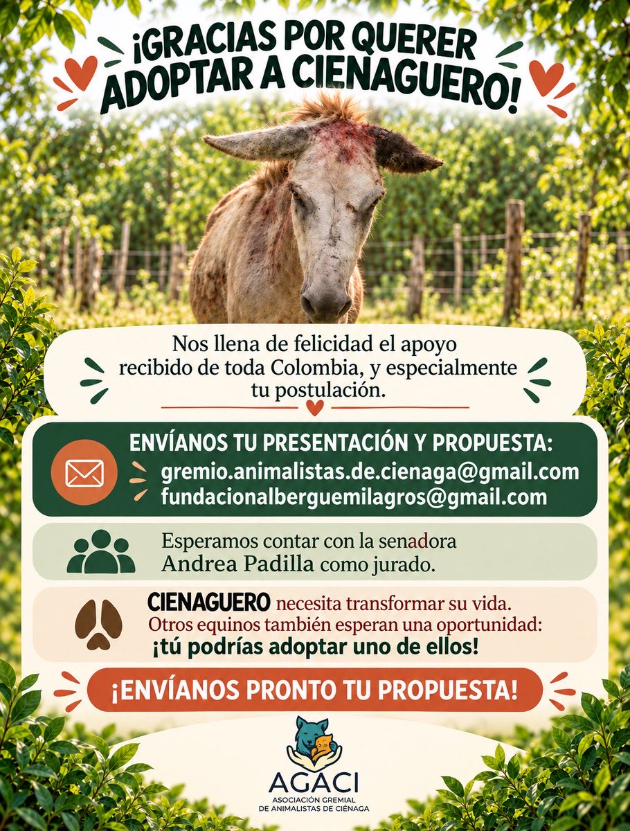 andreanimalidad's tweet photo. 🫏❤️ ¿Recuerdan a CIENAGUERO, el pequeño burrito que era cruelmente tratado y explotado como vehículos de tracción en Ciénaga, Magdalena, y que gracias a los amigos animalistas de allá fue rescatado y está recibiendo amor y cuidados? 🥰 

🫂 Pues ¡ESTÁ EN ADOPCIÓN! Buscamos una familia que lo ame y lo proteja para siempre, y tenga los medios económicos para asegurarle una vida plena. 

👉 Si estás interesada/o escribe a los correos que aparecen en la imagen 🙏🏻 #AdoptarSalva … a los burritos también 😍