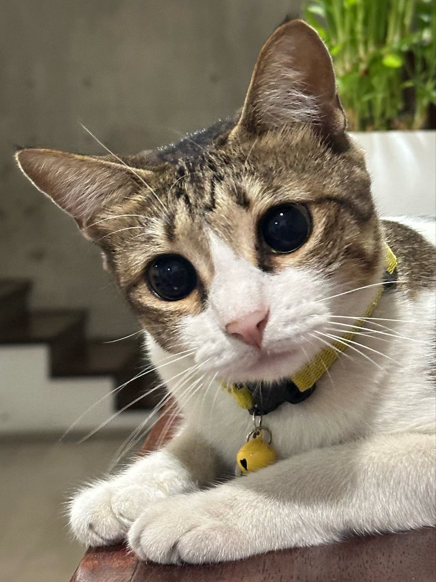 hoshihoshi_cat's tweet photo. Kitten 3 bulan lebih 3 taunan 🥺 https://t.co/qtGIyqZF8w