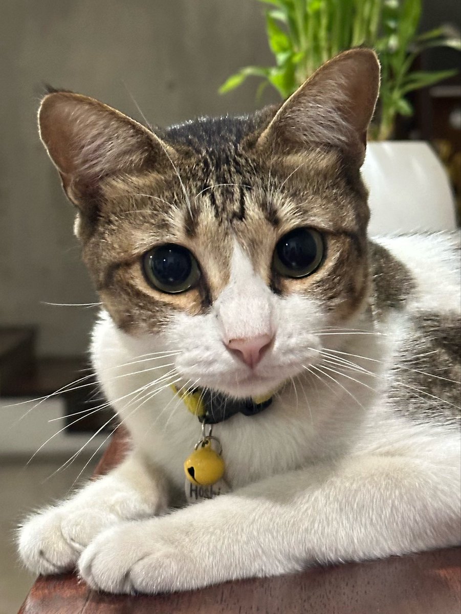hoshihoshi_cat's tweet photo. Kitten 3 bulan lebih 3 taunan 🥺 https://t.co/qtGIyqZF8w