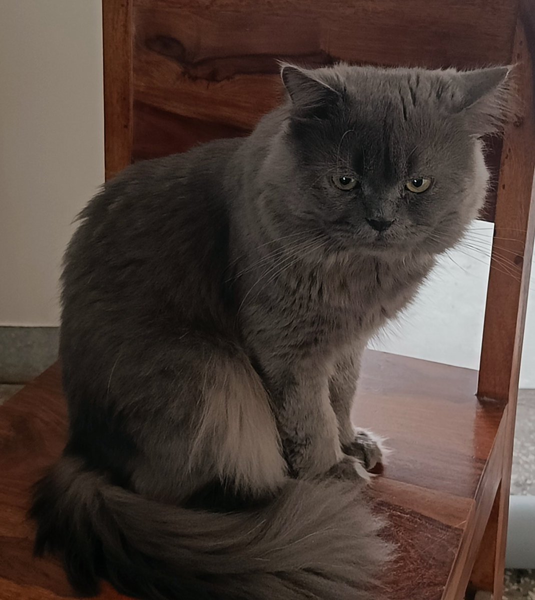 tikulli's tweet photo. Suggest safe and secure cat carriers for our Persian King. Something affordable. #CatsOnX #CatsLover #CatlLife #catparents https://t.co/9Cy16hMh4N