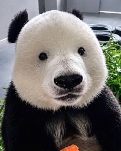 chappellrard's tweet photo. panda without eyeliner.. https://t.co/e1s7tHCpOj