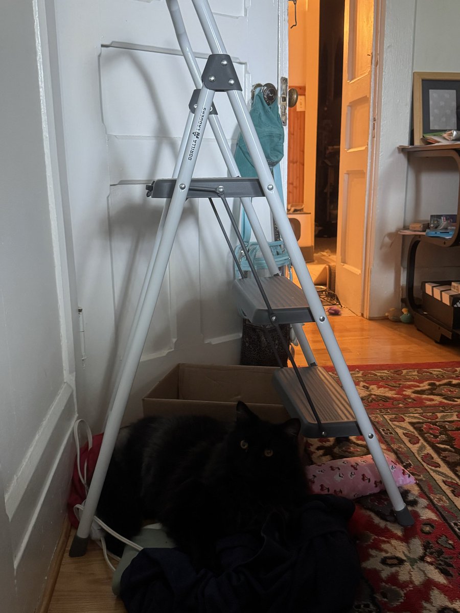 Sol_and_Yui's tweet photo. Sol is ready for his first spooky season with us 👻 To start he is giving bad luck to anyone who doesn’t call him the cutest kitty ever 🐈‍⬛🧡🖤 https://t.co/4sj5jtJ6Lv