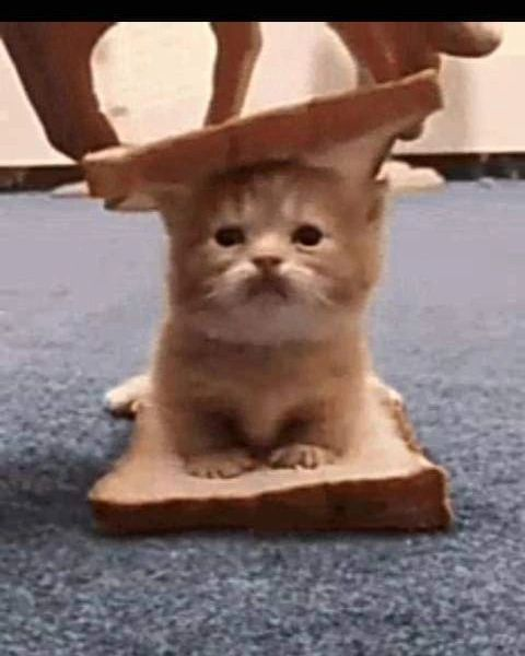 PunchingCat's tweet photo. https://t.co/PQ1THTJy87