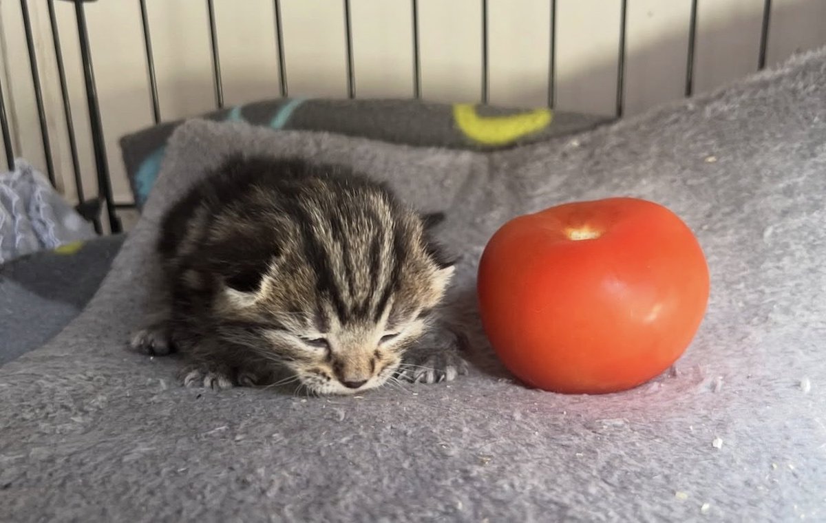 fruitpibble's tweet photo. he one tomatoe https://t.co/e6bZ8r44nB