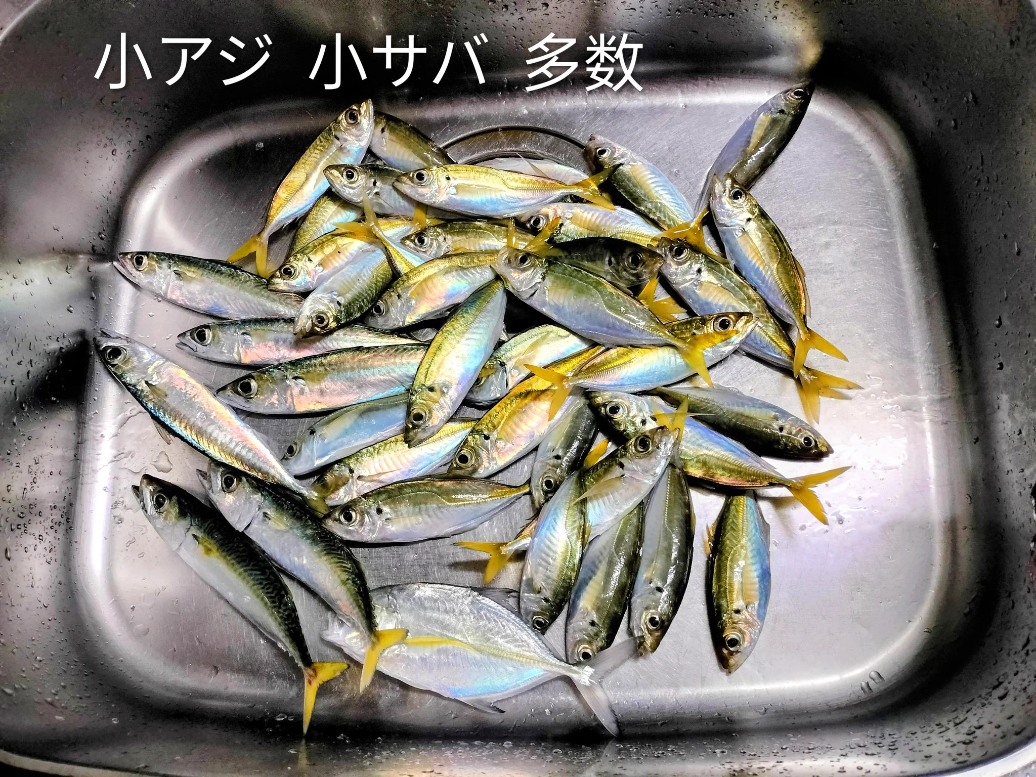 山ちゃん Dolphin🐬 on X: 
