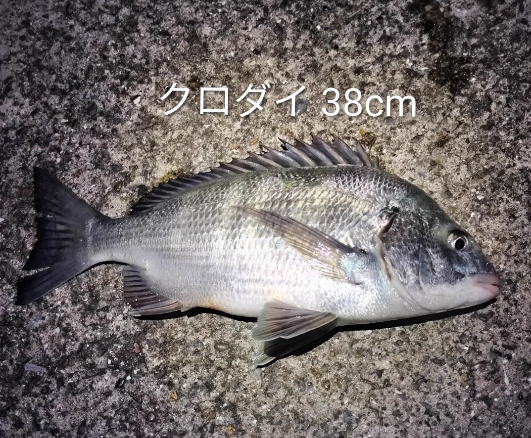 山ちゃん Dolphin🐬 on X: 