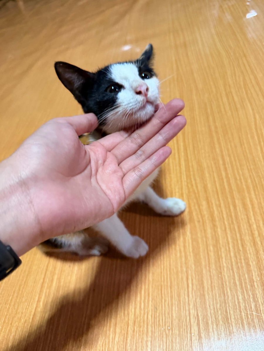 lemonrider_'s tweet photo. แมวสามสี หาบ้านจ้า ตอนแรกได้บ้านแล้วแต่โดนเท สงสารสุด ๆ 🥲 คนนี้ขี้อ้อนมาก อายุ 3 เดือน เพศเมีย ตรวจโรคแล้ว ปลอดภัยทุกอย่าง ขอคัดบ้านนะครับ ขอเลี้ยงระบบปิด

แมวสามสี ต้นแบบแมวกวักของญี่ปุ่น มักจะเป็นแมวสามสี เรียกโชคลาภ ปัดเป่าสิ่งชั่วร้าย โรคภัยไข้เจ็บ นำพาแต่ความสุขและความสงบมาให้

ไม่รับไม่เป็นไร ช่วยกัน rt ส่งต่อด้วยนะครับ

#แมวหาบ้าน #หาบ้านให้แมว