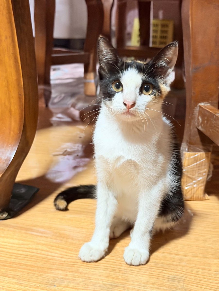 lemonrider_'s tweet photo. แมวสามสี หาบ้านจ้า ตอนแรกได้บ้านแล้วแต่โดนเท สงสารสุด ๆ 🥲 คนนี้ขี้อ้อนมาก อายุ 3 เดือน เพศเมีย ตรวจโรคแล้ว ปลอดภัยทุกอย่าง ขอคัดบ้านนะครับ ขอเลี้ยงระบบปิด

แมวสามสี ต้นแบบแมวกวักของญี่ปุ่น มักจะเป็นแมวสามสี เรียกโชคลาภ ปัดเป่าสิ่งชั่วร้าย โรคภัยไข้เจ็บ นำพาแต่ความสุขและความสงบมาให้

ไม่รับไม่เป็นไร ช่วยกัน rt ส่งต่อด้วยนะครับ

#แมวหาบ้าน #หาบ้านให้แมว