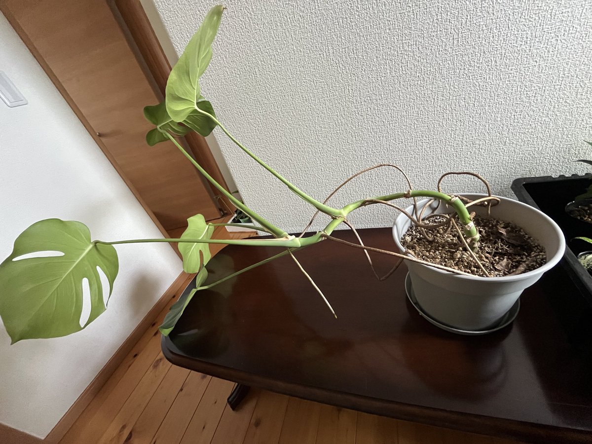 VitaFlora_'s tweet photo. 気根だけで自立するようにしたかったんだけど、根っこの成長より上にぐんぐん伸びてしまって可哀想な事に💦倒れてしまった😭あまり時期は良くないと思ったけど植え直し！来年は太陽たくさん浴びさせて幹を太く、根っこもたくさん出るように育てるぞ🪴
#観葉植物　#モンステラ https://t.co/Uz6Jwl70ID