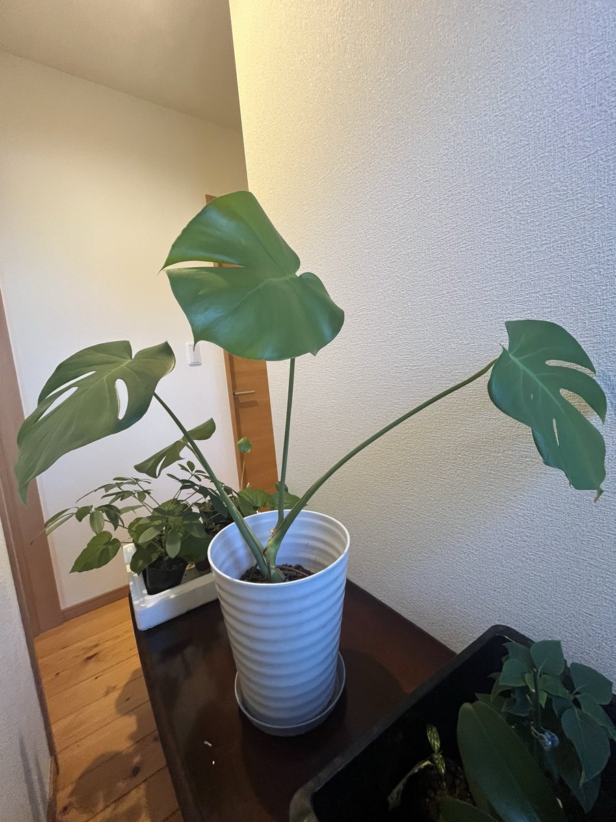 VitaFlora_'s tweet photo. 気根だけで自立するようにしたかったんだけど、根っこの成長より上にぐんぐん伸びてしまって可哀想な事に💦倒れてしまった😭あまり時期は良くないと思ったけど植え直し！来年は太陽たくさん浴びさせて幹を太く、根っこもたくさん出るように育てるぞ🪴
#観葉植物　#モンステラ https://t.co/Uz6Jwl70ID
