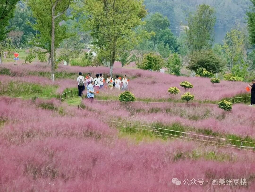 lmtesla's tweet photo. 秋风赴约，青岛西海岸张家楼街道花语人间的金秋赏花季如期而至。9月19日开园，9月底进入观赏期，一直持续到12月初。 https://t.co/hUmBZe7JNj