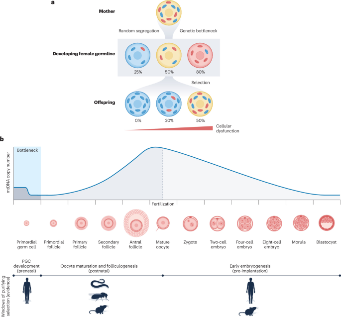 NatureRevGenet's tweet photo. New online! Inheritance and selection of the mitochondrial genome dlvr.​it/TVn8tN https://t.co/96fTEny1qT