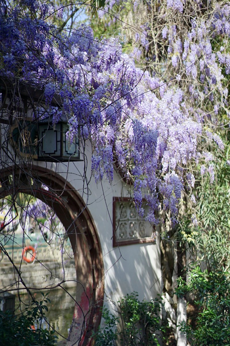 Noriko62rx's tweet photo. En jardines elegantes, los guisantes de sándalo se entrelazan formando un paisaje suave y sereno. https://t.co/VPY8G37t6V