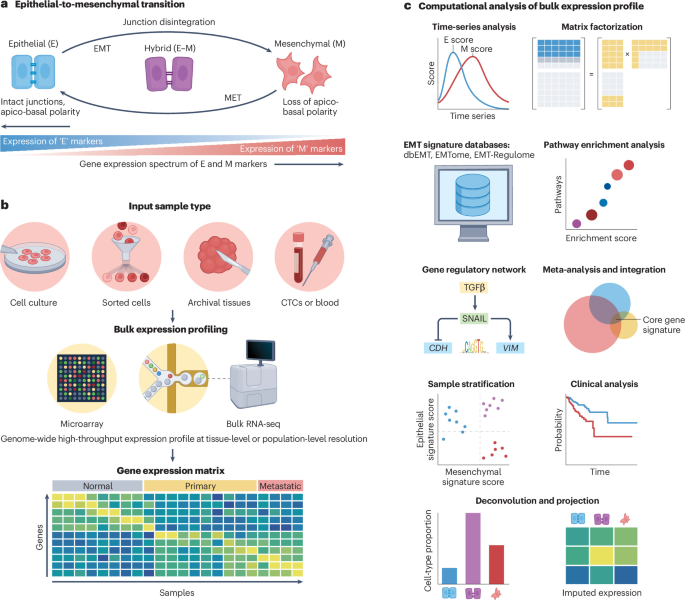NatureRevGenet's tweet photo. New online! Decoding epithelial–mesenchymal transitions with multi-omics dlvr.​it/TVn8yr https://t.co/bJ0CnJvE8I