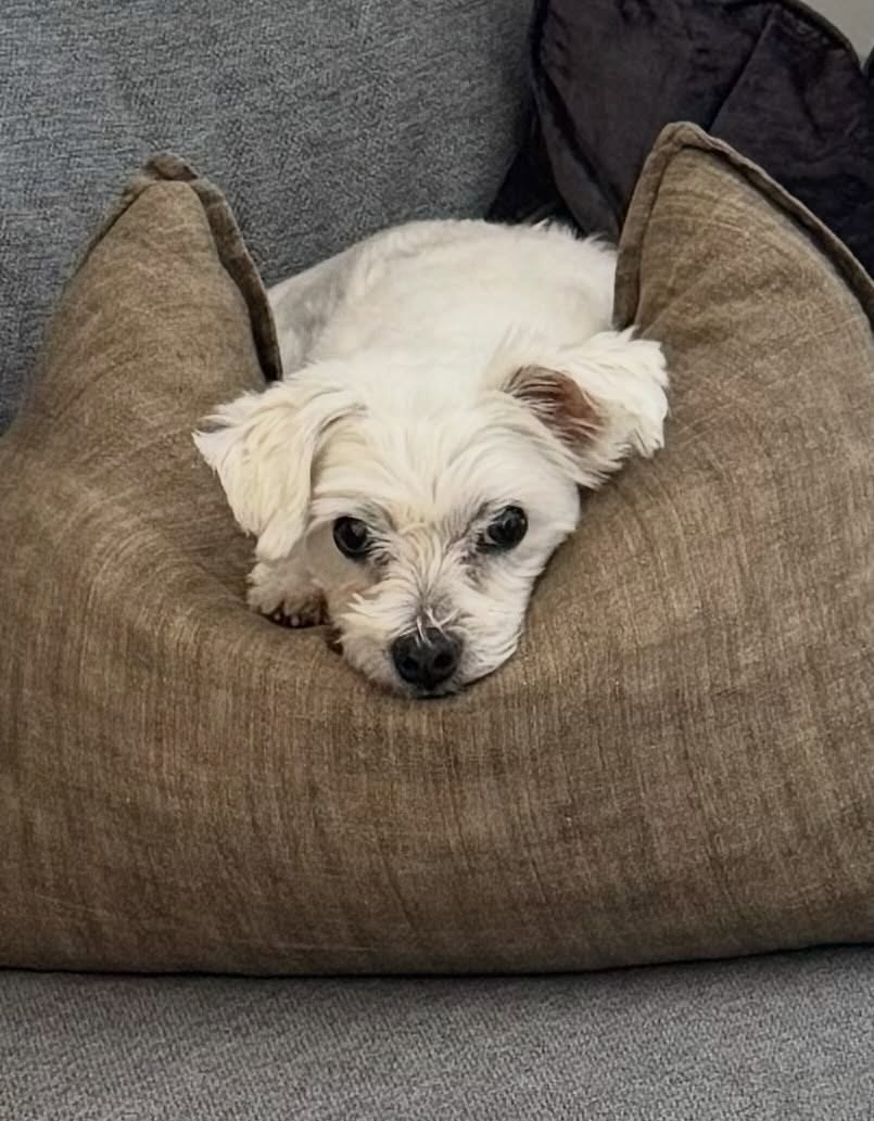 glmsrfdn1's tweet photo. Last night we said the hardest goodbye. Millie, our little soul dog, crossed the rainbow bridge at 18 years young. Our loyal shadow, cuddle companion and little champion. Run free, Moo. What a privilege it was to be loved by you. https://t.co/T0fsPTIzTB