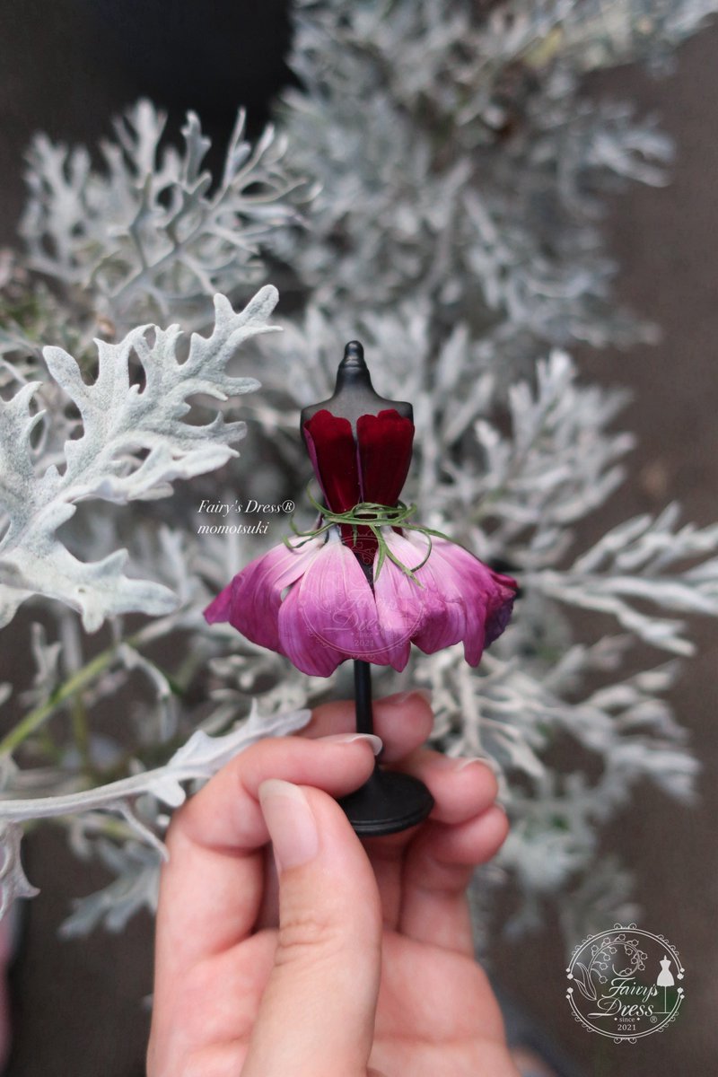 Fairys_Dress's tweet photo. 花の香りの調香師、植物の生命の発露、親愛なる妖精の皆様へ

新作をご案内いたします。　#fairysdress
#妖精のドレス

《コスモスのロマンティック・チュチュ》

コスモスのお花の形は、バレリーナが纏うチュチュのようなシルエット。
軽やかに空を舞い、優美に花の上や木の枝の上を歩く皆様が纏うと、そこはまるで秋の物語が展開される舞台のように。

【素材】
コスモス(深みのある美しいマゼンタとボルドーの花びら、秋風に触れた葉っぱ)