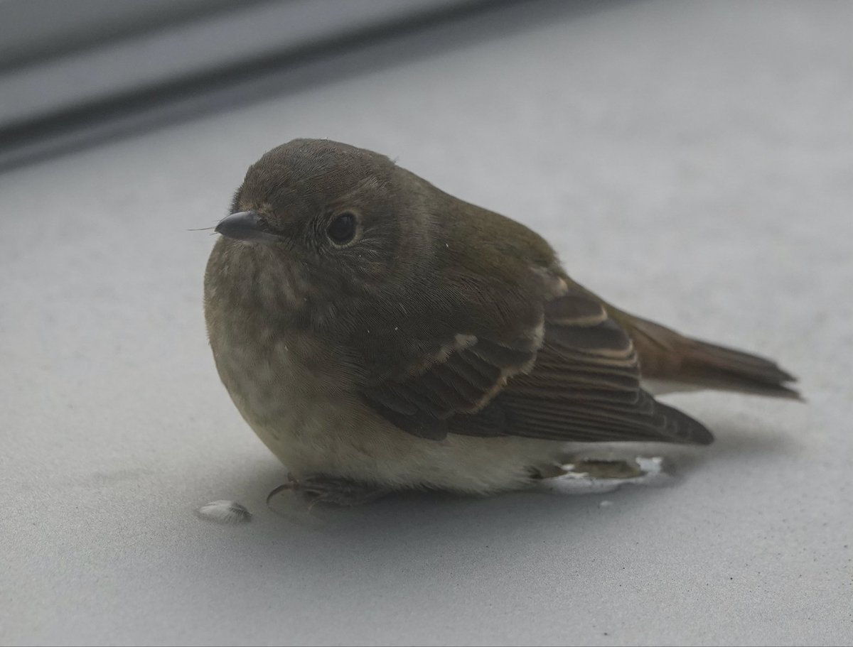 akanbird's tweet photo. 朝起きてふと窓の外を見ると、え？キビタキ？
もしかしたら窓にぶつかって、脳震盪起こしてた���かなあ？
母親によれば、この後30分後くらいには姿を消したようなので、無事飛び立ったのかな https://t.co/qaAJpBa5Sp