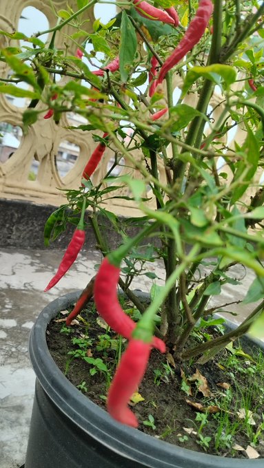 Close-up photo of a potted plant bearing numerous bright red chili peppers with green leaves, set against a decorative wall.