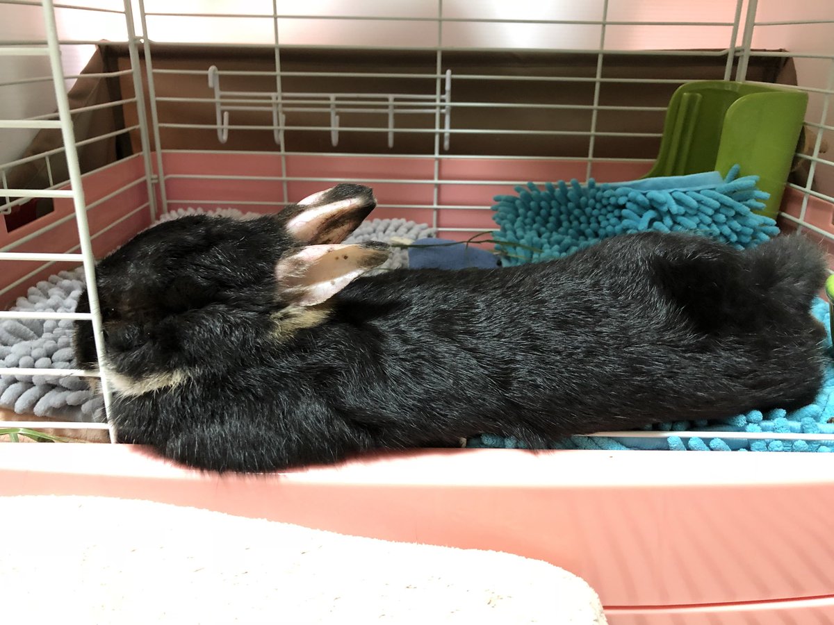 FiboMom's tweet photo. けつようび🐇
今週もよろしくおねがいします https://t.co/zCf9pnzFTG