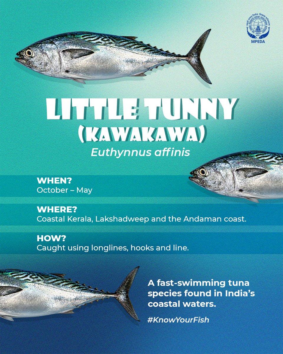 MPEDACOCHIN's tweet photo. Little Tunny or Kawakawa is a sleek, powerful swimmer and a familiar name in India’s marine catch. Its streamlined form and distinctive markings make it an interesting member of the tuna family.
#KnowYourFish #Kawakawa #Tuna #seafood #indianseafood #export
@DoC_GoI
@FisheriesGoI
@Min_FAHD
@MOFPI_GOI