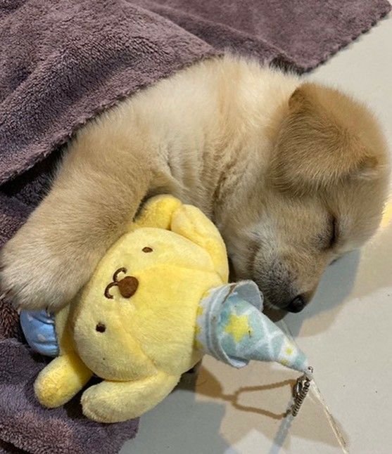 cutestpuppyy's tweet photo. https://t.co/lxeaaEuQqE