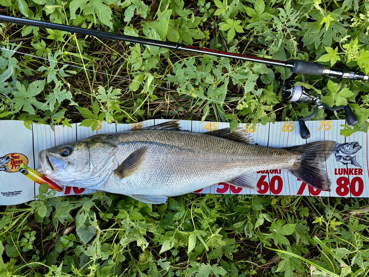 oka__chan's tweet photo. 食い過ぎシーバス。
#JUMPRIZE
#VARIVAS
#RBB
#studiocomposite
#gamakatu
#福井
#九頭竜川
#シーバス
#デイゲーム
#fishing
#PR https://t.co/YrPbcbGrNA