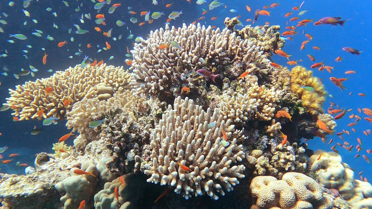 wanderonomy's tweet photo. I 💖💖💖 planning trips. I 💖 doing the research. I 💖 day-dreaming about the possible creatures I'll find. 

I understand not everyone enjoys it so I took my years (and years) of experience and wrote it down for you. 

Each page has a helpful, real-worl… https://t.co/wnlnYXBBpW https://t.co/WCXjKXq9Ft