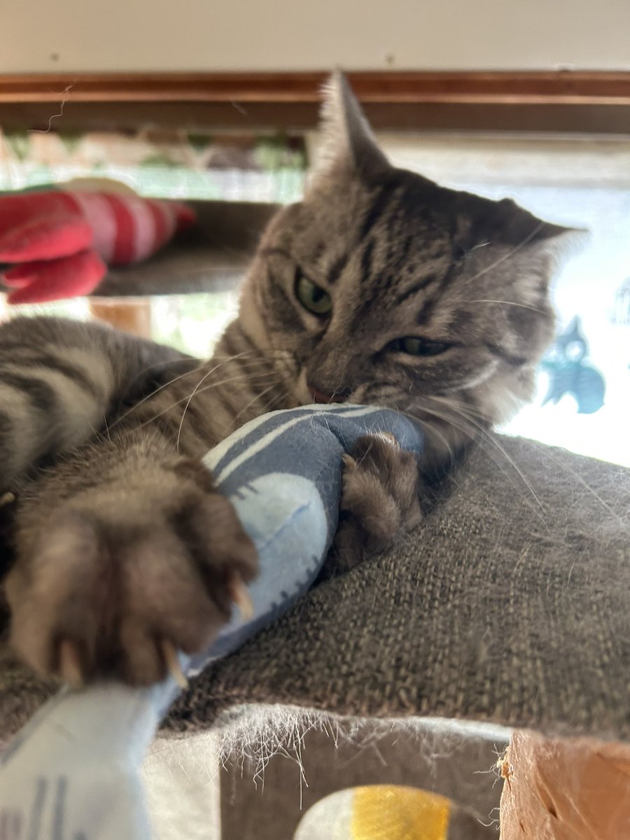 kotehanamugi's tweet photo. はな
#猫 https://t.co/qwJfp30N3E