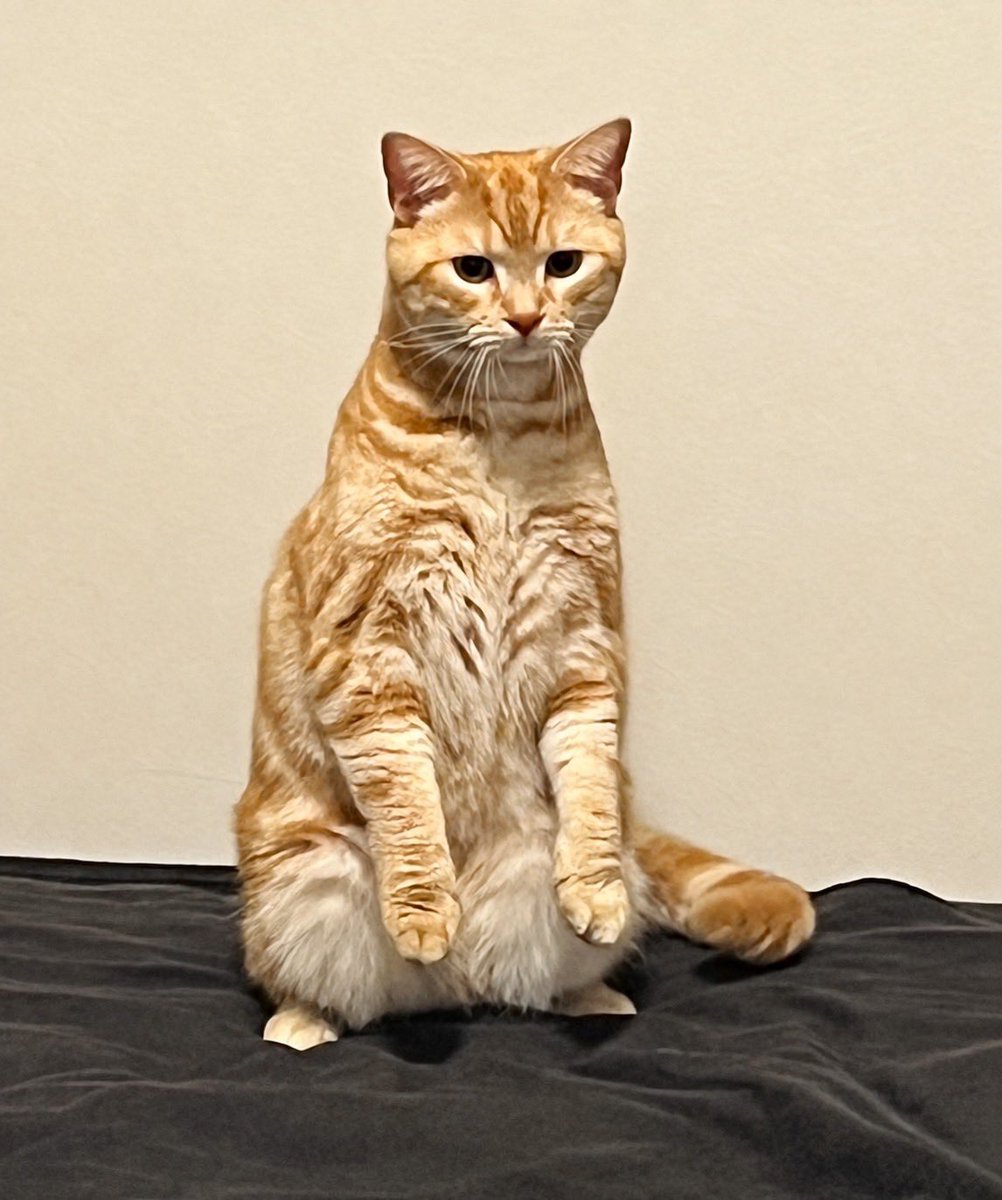 MASASHI_Pi_suke's tweet photo. 2週間ぶりに会ったすぴちゃん、歓迎の仕方が独特で可愛い🐈😊

お、俺だけど？😲→😘
あー😾→😽 https://t.co/Pj2If4vxiF