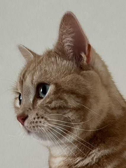 MASASHI_Pi_suke's tweet photo. 2週間ぶりに会ったすぴちゃん、歓迎の仕方が独特で可愛い🐈😊

お、俺だけど？😲→😘
あー😾→😽 https://t.co/Pj2If4vxiF