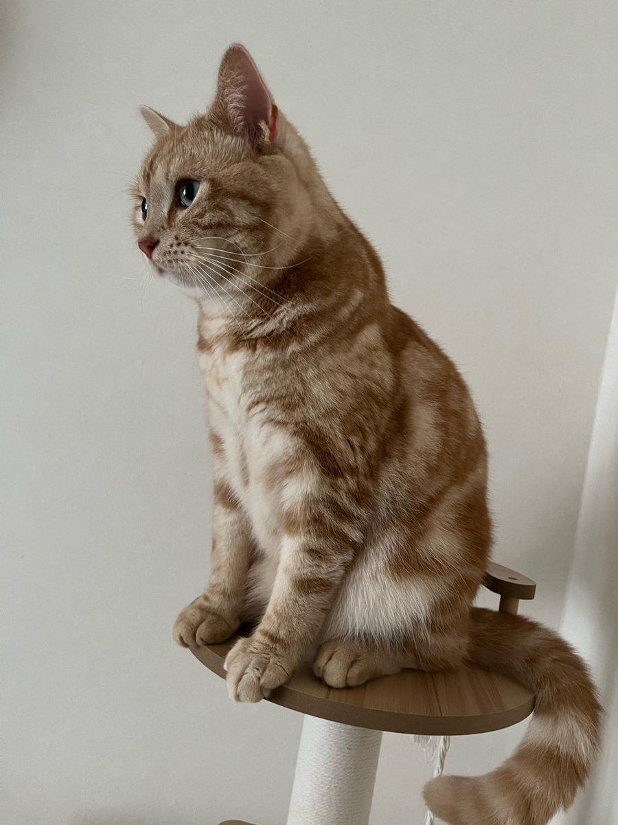 MASASHI_Pi_suke's tweet photo. 2週間ぶりに会ったすぴちゃん、歓迎の仕方が独特で可愛い🐈😊

お、俺だけど？😲→😘
あー😾→😽 https://t.co/Pj2If4vxiF