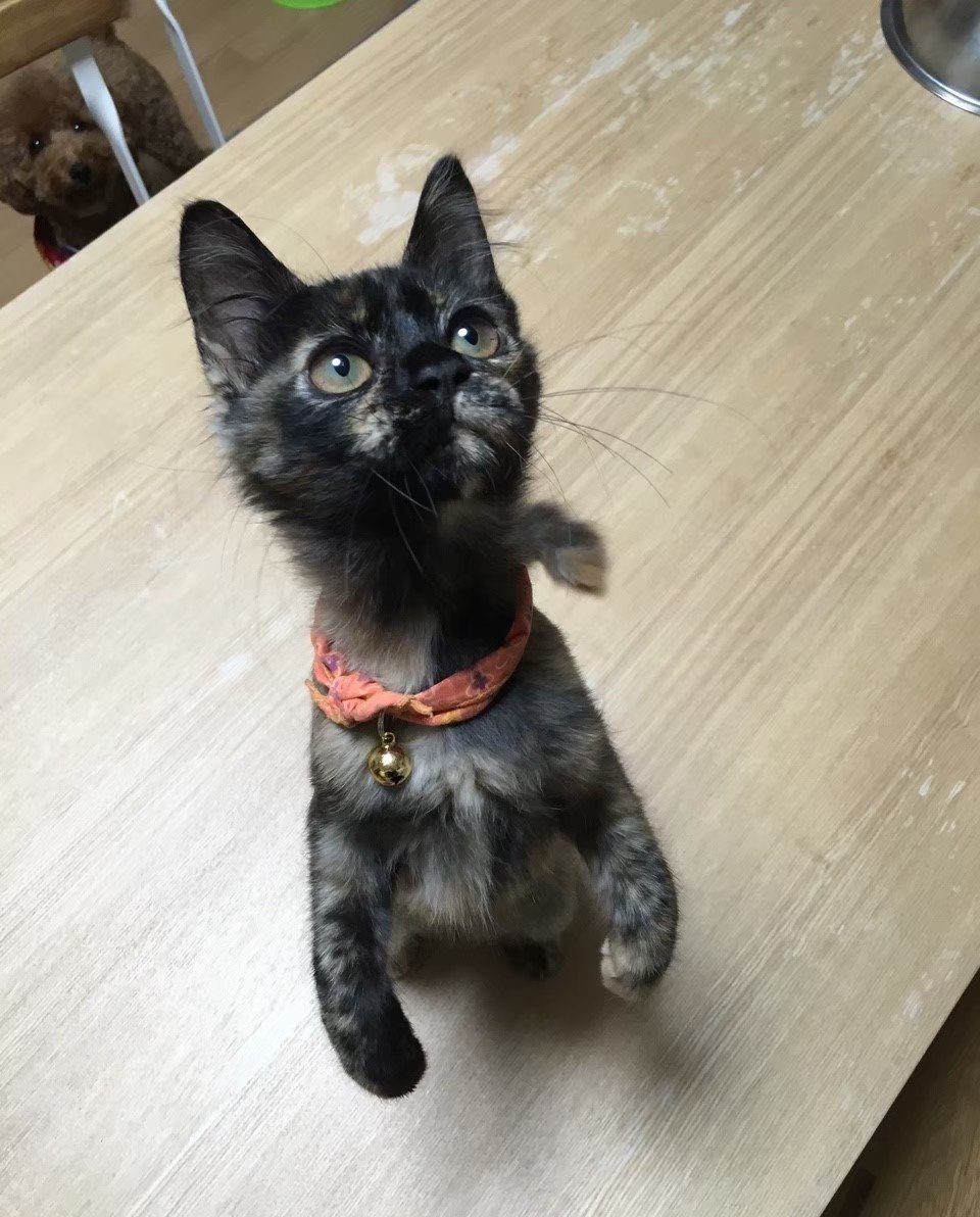 matsugorookoku's tweet photo. ←11年前　　現在→

※ずっと後ろに犬がいます。 https://t.co/2G2UpUtkFU