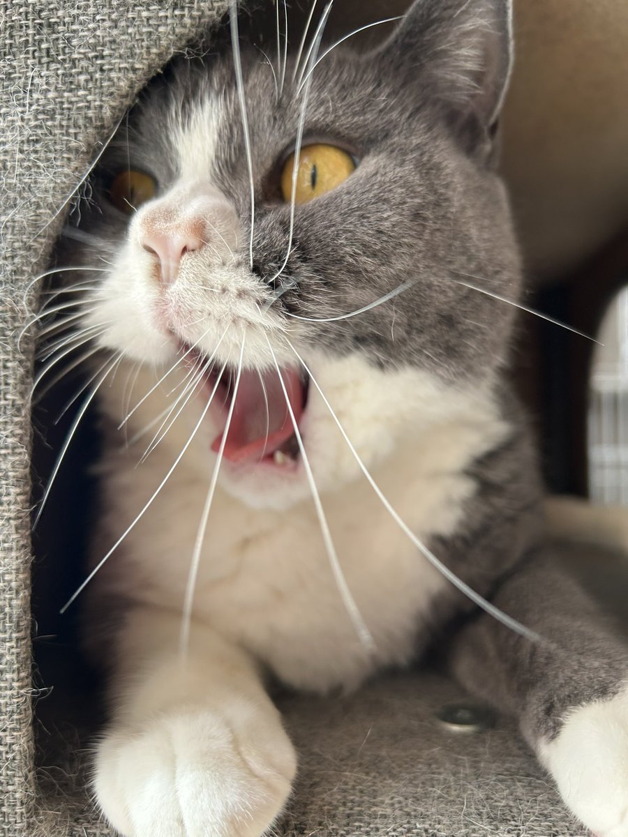 kotehanamugi's tweet photo. そう
#猫　
ご機嫌ななめ https://t.co/gWV812ESpX