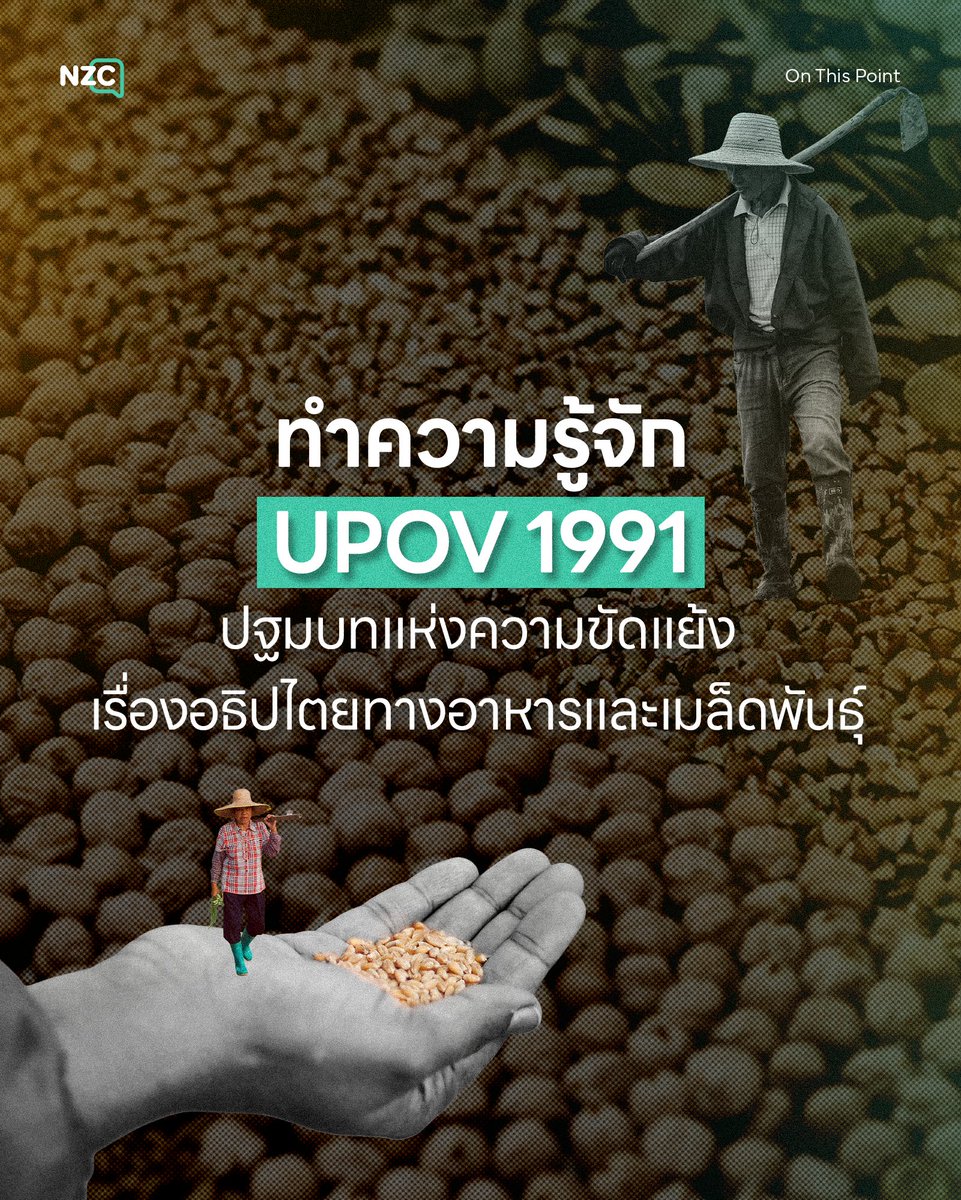 NetzerocarbonTh's tweet photo. เมื่อวันที่ 23 กันยายน 2569 ขบวนประชาชนได้รวมตัวกันเคลื่อนสู่กระทรวงเกษตรและสหกรณ์ เพื่อคัดค้านการสอดไส้ข้อเสนอ ‘Article X.51’ ในการเจรจาเขตการค้าเสรี (FTA) ไทย-EU ภายใต้แฮชแท็ก #หยุดUPOV1991
.
การเคลื่อนไหวนี้ไม่ใช่แค่การเรียกร้องของ ‘เกษตรกร’ แต่คือปฐมบทการต่อสู้เพื่อปกป้อง ‘อธิปไตยทางอาหาร’ ของคนไทยทุกคน
.
จุดเริ่มต้นของ ‘UPOV 1991’ ก็คือการเป็นอนุสัญญาระหว่างประเทศว่าด้วย ‘การคุ้มครองพันธุ์พืช’ ซึ่งถูกออกแบบมาเพื่อ ‘ปกป้องทรัพย์สินทางปัญญา’ และให้สิทธิผูกขาดแก่ ‘นักปรับปรุงพันธุ์เชิงพาณิชย์’
.
สำหรับความจำเป็นที่ทำให้ภาครัฐต้องนำเรื่องนี้มาพิจารณา คือการที่อนุสัญญานี้กลายเป็น ‘เงื่อนไขทางการค้า’ ในการเจรจา ‘FTA’ ซึ่งถูกมองว่าเป็นกุญแจสำคัญในการปลดล็อกกำแพงภาษี ดึงดูดการลงทุนด้านเทคโนโลยีชีวภาพ และขยายตลาดส่งออกของไทยสู่ยุโรป
.
แม้จะแลกมาด้วยผลประโยชน์ทางการค้าระหว่างประเทศ แต่ความสำคัญที่ทำให้สังคมต้องตระหนักถึงวิกฤตนี้ นั่นก็คือการสูญเสียสมดุลในการจัดการทรัพยากร
.
ปัจจุบันไทยมี ‘พ.ร.บ.คุ้มครองพันธุ์พืช พ.ศ. 2542’ ที่ช่วยรักษาสมดุลระหว่าง ‘สิทธิกลุ่มทุน’ กับ ‘สิทธิเกษตรกรท้องถิ่น’ แต่ว่า UPOV 1991 จะเข้ามารวบอำนาจไปไว้ในมือบรรษัทข้ามชาติอย่างเบ็ดเสร็จ
.
ส่วนหนึ่งจากรายงานของสภาผู้แทนราษฎร ปี 2563 ได้เตือนถึงความเสี่ยงสำคัญ ได้แก่
1) ภัยคุกคามจากโจรสลัดชีวภาพ (Biopiracy) เปิดช่องให้ทุนต่างชาตินำพันธุกรรมพืชพื้นเมืองไทยไปพัฒนาต่อยอด จดสิทธิบัตร และนำกลับมาขายผูกขาดโดยไม่ต้องแบ่งปันผลประโยชน์ให้ชุมชนเจ้าของสายพันธุ์
2) เมล็ดพันธุ์ราคาพุ่งและการถูกฟ้องร้อง เกษตรกรจะถูกลดสถานะเป็นเพียง ‘ผู้เช่าซื้อ’ ที่ต้องจ่ายค่าเมล็ดพันธุ์แพงขึ้น 2-6 เท่า และมีความเสี่ยงถูกฟ้องร้องดำเนินคดี หากละอองเกสรจากฟาร์มของกลุ่มทุนปลิวมาผสมข้ามสายพันธุ์กับพืชพื้นเมืองแบบไม่เจตนา
3) เปิดช่องทางให้พืช GMOs อาจสร้างภาระผูกพันที่นำไปสู่การยอมรับพืชดัดแปลงพันธุกรรม ซึ่งจะกระทบต่อความเชื่อมั่นและภาพลักษณ์ตลาดเกษตรอินทรีย์ของไทยอย่างรุนแรง
.
การทำความเข้าใจ UPOV 1991 จึงเป็นก้าวแรกที่สำคัญ เพราะเรื่องนี้ไม่ได้ชี้ชะตาแค่ตัวเลข GDP ของประเทศ แต่กำลังจะกำหนดว่า รากฐานความมั่นคงทางอาหารและราคาข้าวปลาอาหารบนโต๊ะของเราในอนาคต จะยังคงเป็นสิทธิของคนไทย หรือถูกผูกขาดโดยกลุ่มทุนใหญ่อย่างถาวร

#NZC #NetZeroCarbon #OnThisPoint #UPOV1991 #การคุ้มครองพันธุ์พืช

ที่มา
- thaipbs
- สภาองค์กรของผู้บริโภค
