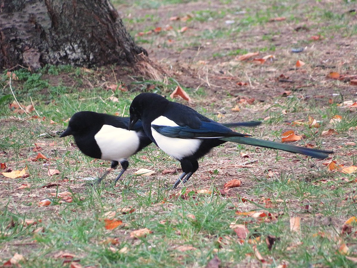 CarreAndi's tweet photo. Magpies... https://t.co/w5oqfZzKv9