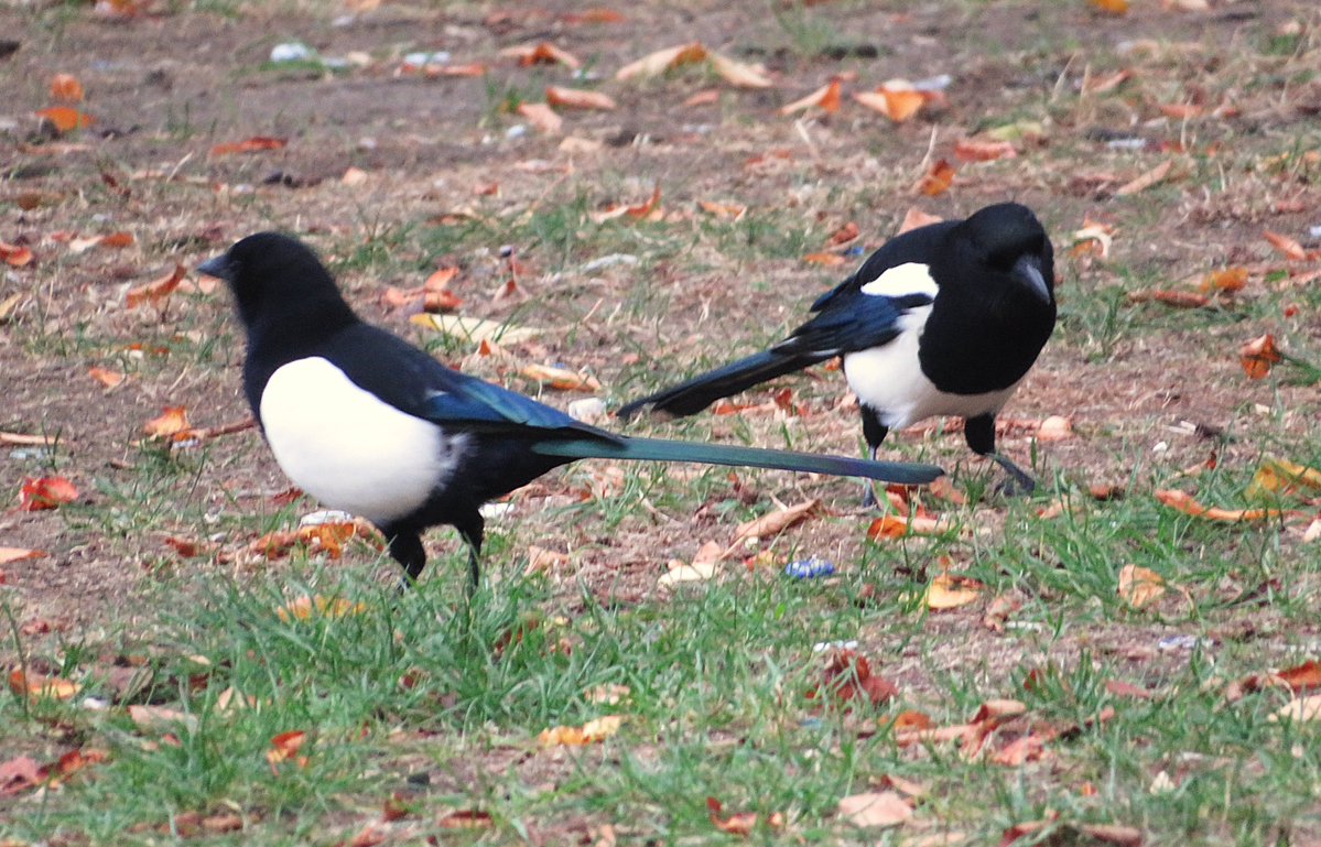 CarreAndi's tweet photo. Magpies... https://t.co/w5oqfZzKv9