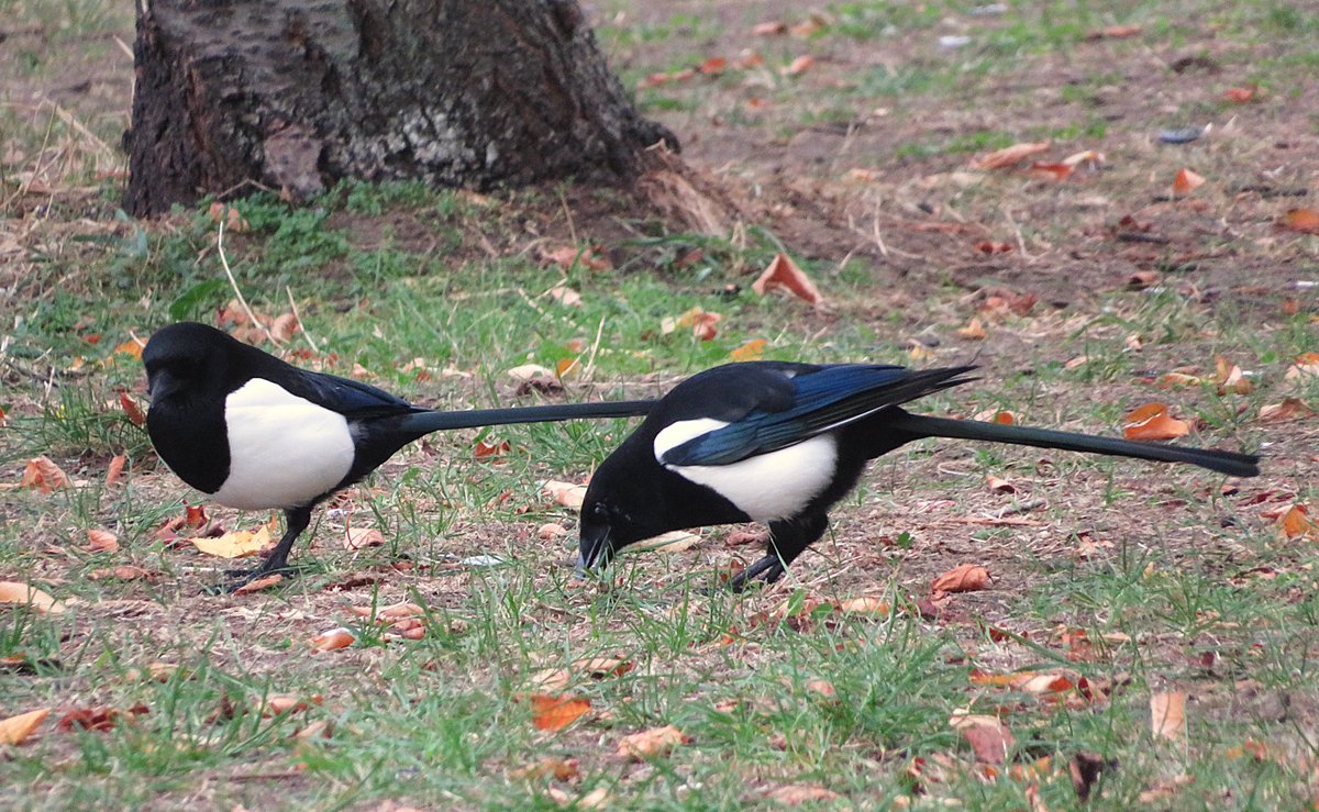 CarreAndi's tweet photo. Magpies... https://t.co/w5oqfZzKv9