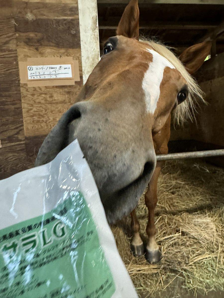 TAKE_O_news's tweet photo. サラLGの何が良いかというと

サラLGの液体が馬の長ーい腸内の凹んだくぼみとかまがり���ねっている部分の溜まりつつあるものを、ゆっくりごっそり流していくのは、腸内を綺麗にする事で1番良い事かなと。

毎日食べている子はどんどん腸内がお掃除されるので腸内での栄養が吸収され、骨密度があがったり、毛艶が良くなったり、大きなボロがボトンと出る事💩

お腹痛いとなったら、とにかく腸内の不要物を流してあげるのが良いのではないかと、常備サラLGと皆様が仰られる事も結構多くありますね。

たまに吐く独り言でした

写真はイケメンヘンリーさんです🐴
