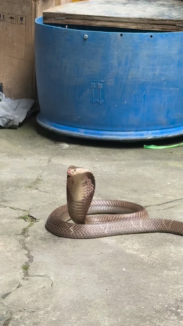 2434Thean's tweet photo. Le Mat Snake Village, Hanoi, Vietnam: a unique glimpse into one of the city’s oldest traditions. https://t.co/inz7g8lPkV