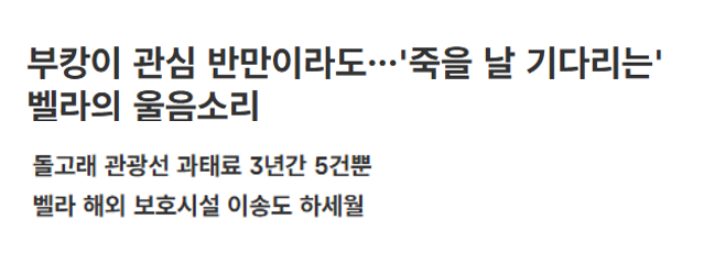 aniko_welfare's tweet photo. "(핫핑크돌핀스는 서울 롯데월드타워 앞에서 벨라 방류 계획 이행을 촉구하는 행진을 벌일 예정이며) 부캉이에 쏠린 관심이 벨라를 비롯한 다른 해양생물에게도 이어졌으면 좋겠다고 말했다."(기사읽기: https://t.co/Px9E7UPkVN) https://t.co/iSKIghzLbs