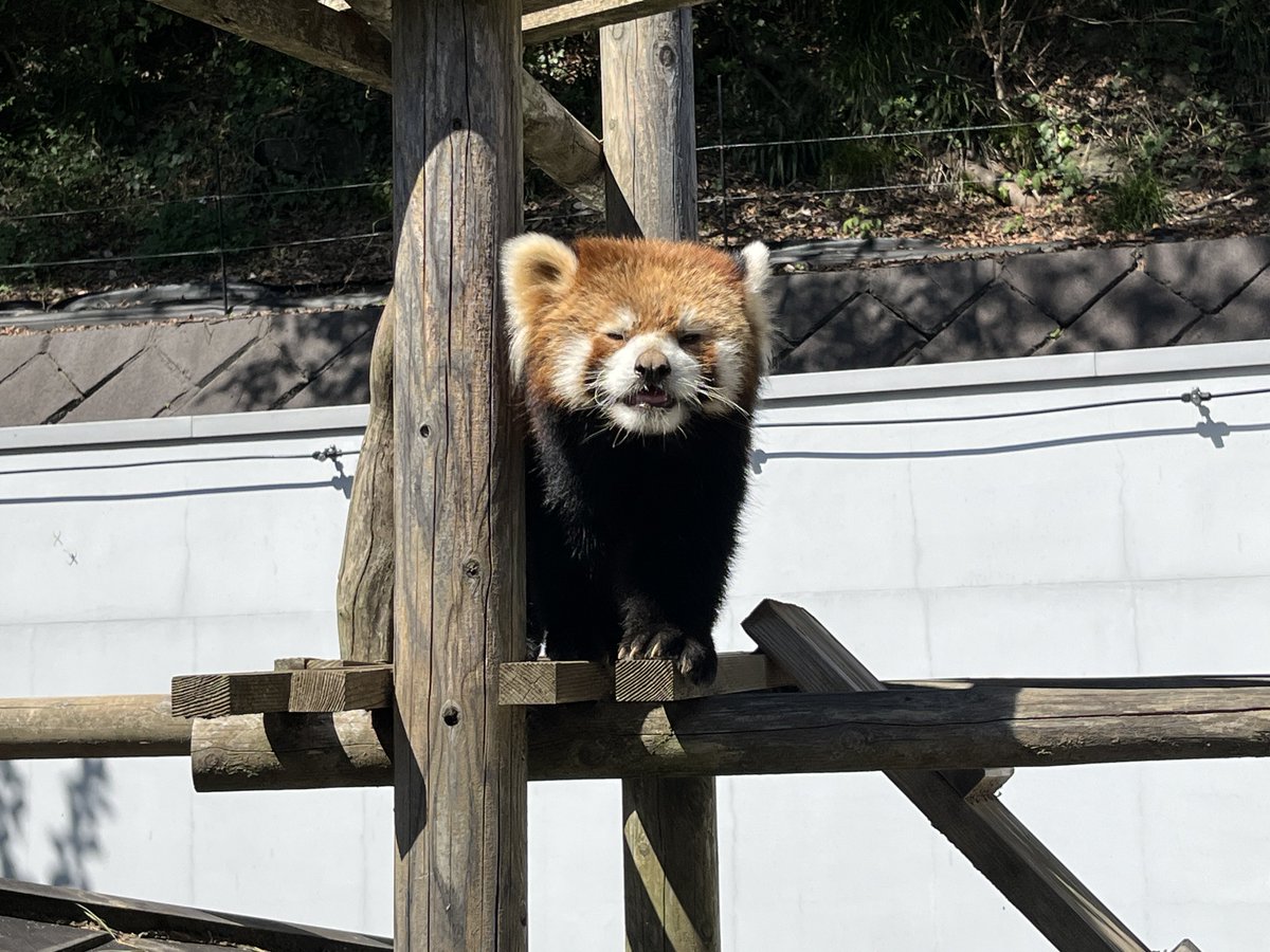 nishiyama_zoo's tweet photo. モッチーくん
お鼻に土をつけてこの表情です😆
#鯖江市西山動物園
#レッサーパンダ
#モッチー https://t.co/DPqDgMUgBs